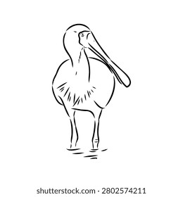 Spoonbill wild bird, vector sketch