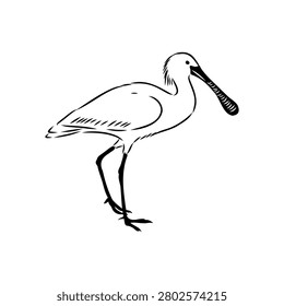 Spoonbill wild bird, vector sketch