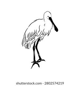Spoonbill wild bird, vector sketch