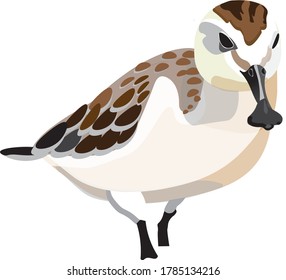 Spoon-billed Sandpiper is a small, critically endangered wader. Calidris pygmaea