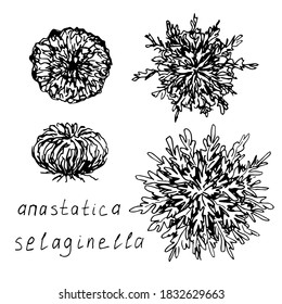 Spore Wüstenpflanze, Selaginella Lepidophylla, Jericho-Rose, Auferstehungsblume, Anastatica einzeln auf weißem Hintergrund. Handgezeichnete Vektorgrafik, Farbskizze, Set.