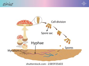 Spore reproduction of capped mushroom. Mushroom life cycle