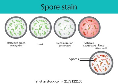 Stufendiagramm für die Technik in der Spore-Färbung der Mikrobiologie, mit Malachitgrün und Safranin, Vektorgrafik eps10