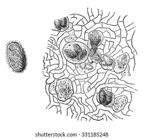 Spore truffle, vintage engraved illustration. Magasin Pittoresque 1877.

