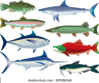 Sport Fish. Illustrations of fish that are caught for sport as well as for food. 