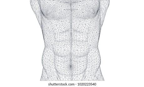 sportive male torso. healthy body. vector illustration