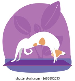 Sports jack russell terrier or dog doing asana Urdhva Dhanurasana on a purple background. Flat vector stock illustration with nordic style character as concept of yoga and meditation.