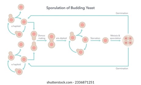 Sporulation and life cycle of budding yeast biology vector illustration diagram