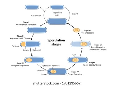 Sporulation. Stages of endospore formation in circle: cell division, engulfment of prespore, formation cortex, coat, maturation of spore, cell lysis. Vector illustration in flat with description steps
