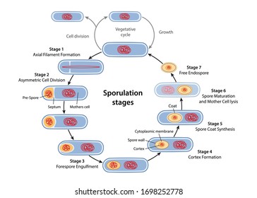 Sporulation. Stages of endospore formation with description steps: cell division, engulfment of pre-spore, formation cortex, coat, maturation of spore, cell lysis. Vector illustration in flat style 