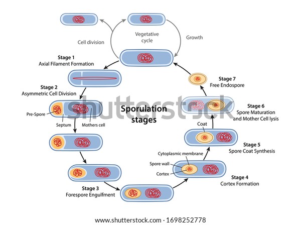 胞子形成 内胞子形成の段階と説明の段階 細胞分裂 前胞子の閉じ込め 形成皮質 被膜 胞子の成熟 細胞溶解 フラットスタイルのベクターイラスト のベクター画像素材 ロイヤリティフリー