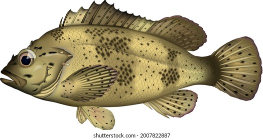 'Spotbelly rockfish' illustration. vector EPS format.