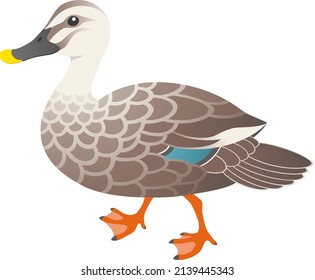 The spot-billed ducks isolated on white background