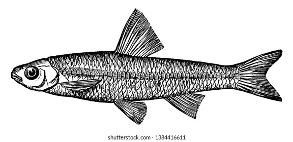 Spottail Minnow or Shiner is also called spawn eater, vintage line drawing or engraving illustration.