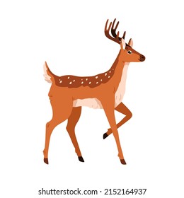 Spotted bambi deer standing with bent leg. Fawn, forest animal walking, side view. Cute graceful reindeer with antlers horns and sweet eyes. Flat vector illustration isolated on white background