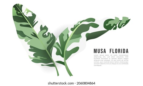 Spotted banana leaves Ravenala madagascariensis, Musa popularly planted isolated on white background, Flat Modern design, illustration Vector EPS 10