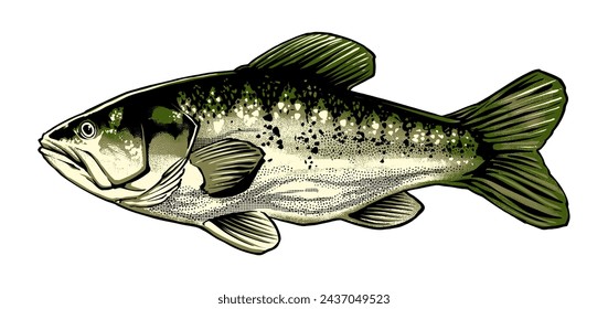 the spotted bass fish side illustration vector