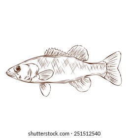 Spotted bass. Hand drawn vector illustration. Isolated on white.