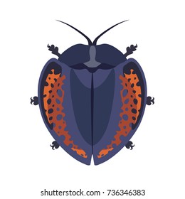 Spotted beetle insect isolated on white background animal vector bug