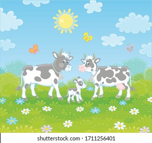 Spotted black and white cow, a bull and a small calf walking on lush grass among color flowers and flittering butterflies on a green summer field on a sunny day, vector cartoon illustration