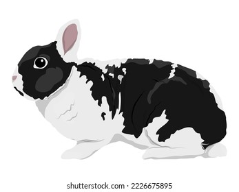 Spotted black and white rabbit. Realistic vector animal.