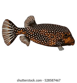 Spotted Boxfish (female) Vector Illustration