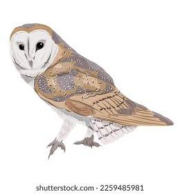 Spotted brown barn owl. Night predatory birds of the forest. Realistic vector bird