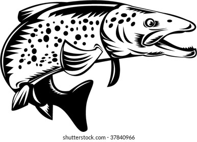 Spotted brown trout