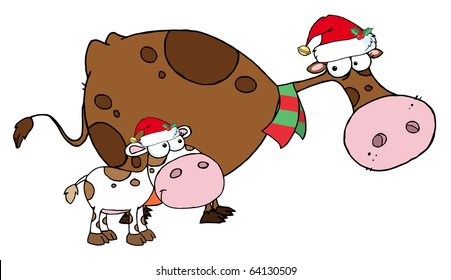 Spotted Calf By A Mom Dairy Cow With Santa's Hats