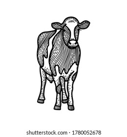 Spotted calf sketch. Black and white hand drawing. Vintage vector engraving illustration for poster, web. Isolated on white background