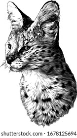 spotted cat breed Serval head looks away, sketch vector graphics monochrome illustration on a white background