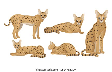 Spotted Cheetah in Standing and Sitting Pose Vector Illustrations Set