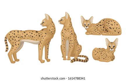 Spotted Cheetah in Standing and Sitting Pose Vector Illustrations Set