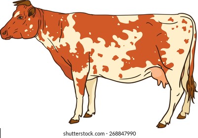 spotted cow