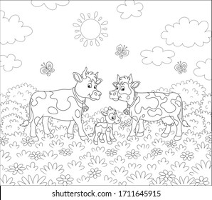 Spotted cow, a bull and a small calf walking on lush grass among flowers and flittering butterflies on a summer field on a sunny warm day, black and white vector cartoon illustration