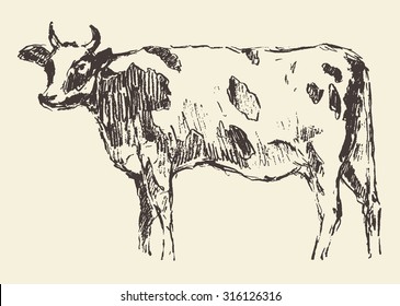 Spotted cow, dutch cattle breed, vintage illustration, engraved retro style, hand drawn, sketch