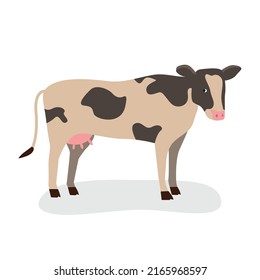 Spotted cow standing on hooves
