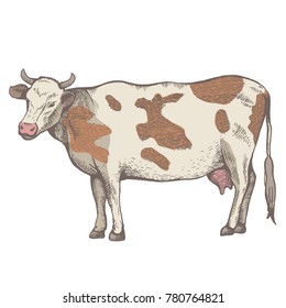 The spotted cow is standing. View in profile. The drawing is drawn by hand with ink and a pen. Tracing. Cut out