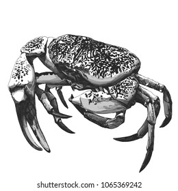 spotted crab with claws, monochrome sketch pattern