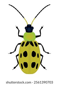 Spotted cucumber beetle (Diabrotica undecimpunctata) is a species of cucumber beetles, illustration, insect pest