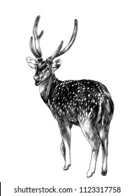 spotted deer stands tall with his back turned with his head turned turns back, sketch vector graphics monochrome illustration on white background