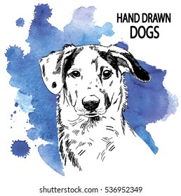 Spotted Dog. Drawing by hand a pen. Vintage drawing.