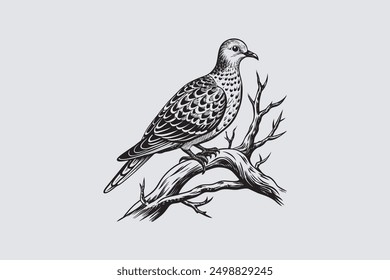  Spotted Dove bird perched on a tree branch vector art.                                           