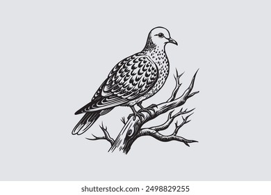  Spotted Dove bird perched on a tree branch vector art.                                           