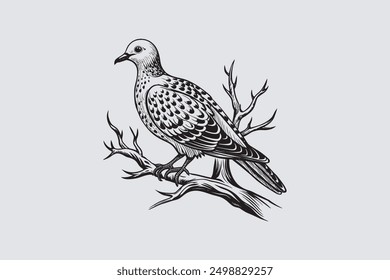  Spotted Dove bird perched on a tree branch vector art.                                           