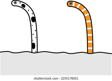 A spotted garden eel and A Splendid Garden Eel