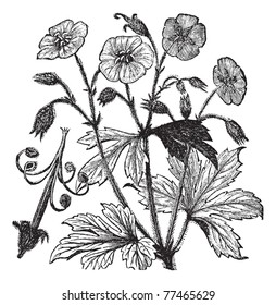 Spotted Geranium or Geranium maculatum or Wood Geranium or Wild Geranium or Spotted Cranesbill or Wild Cranesbill or Alum Root or Alum Bloom or Old Maid's Nightcap, vintage engraving. Isolated