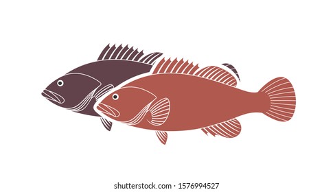 Spotted Grouper.  Isolated grouper on white background