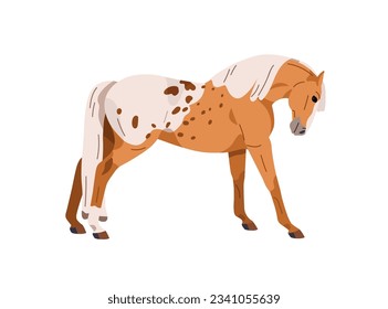 Spotted horse of Appaloosa breed. Stallion doing stretching exercise in standing position, pose, side view. Steed, spotty equine animal. Flat vector illustration isolated on white background