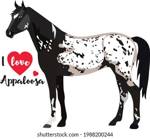 Spotted horse with the inscription: I love Appaloosa. Vector illustration